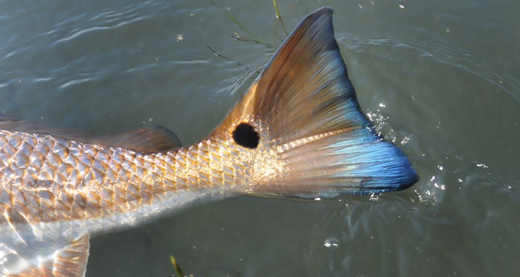 The Different Ways To Catch Redfish In The Gulf
